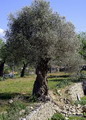زیتون معمولی